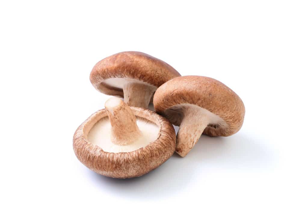 shiitake