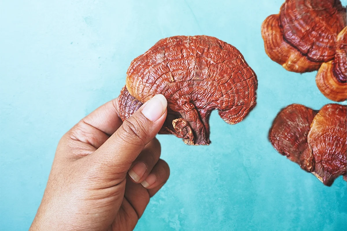 Reishi Mushroom Dosage How Much Reishi to Take Brain Brands