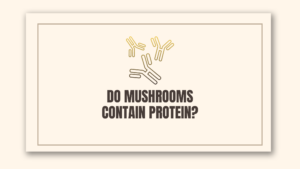 Mushroom Protein Content