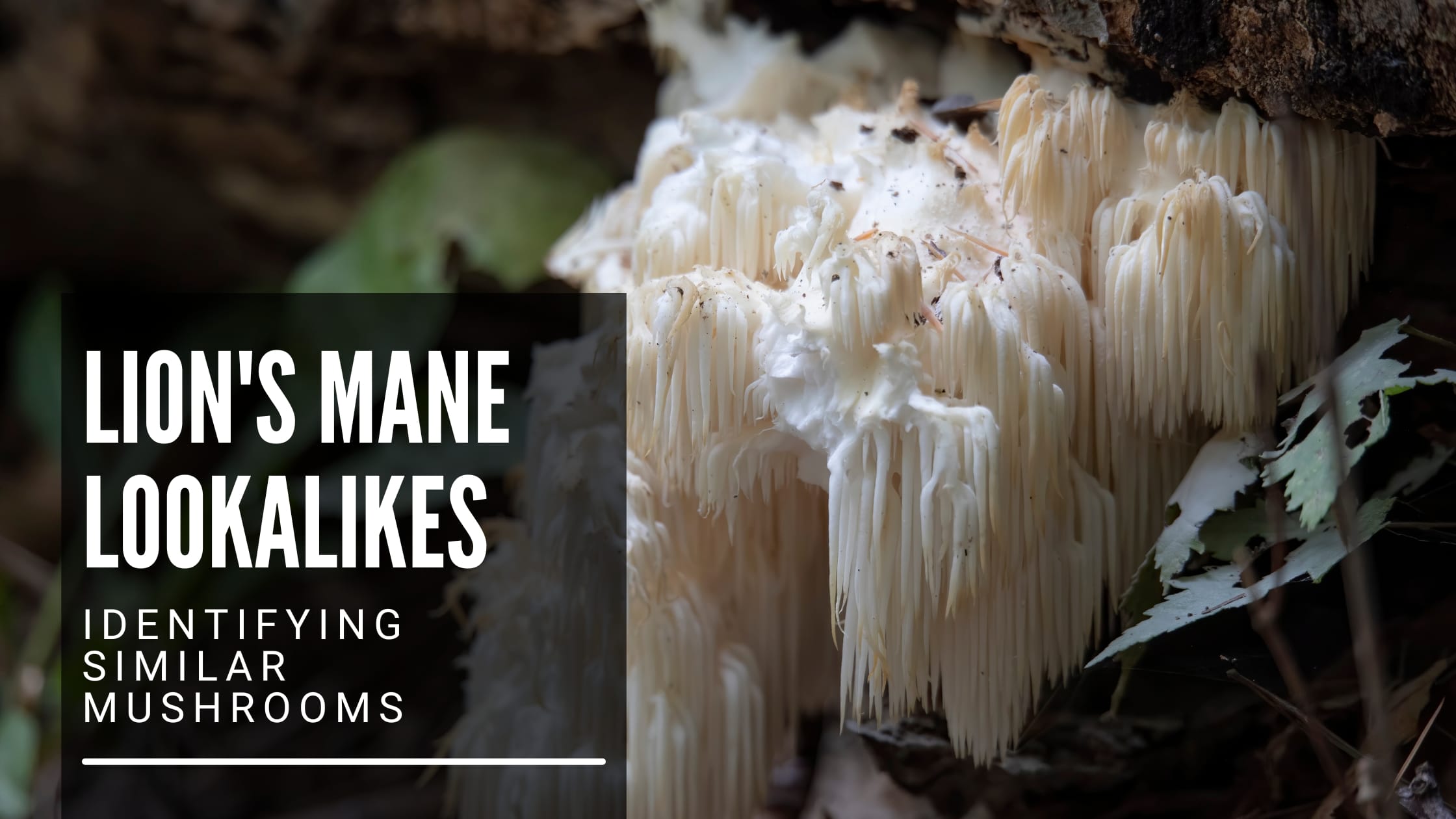 Lions Mane Look Alikes A Comprehensive Visual Guide - cevub1n