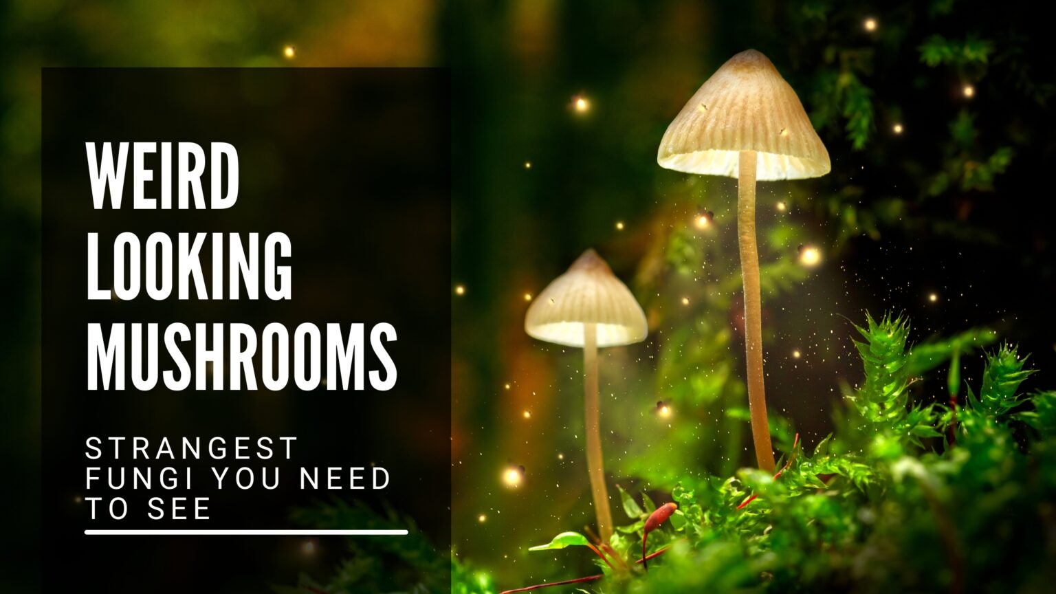 Weird Looking Mushrooms: Strangest Fungi You Need to See - Brain Brands